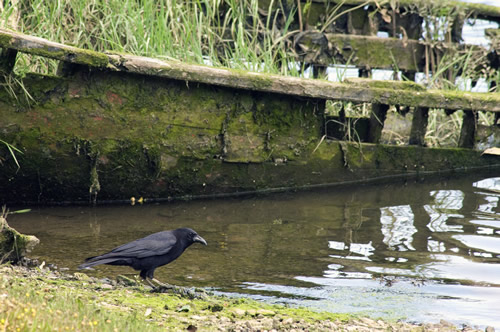 Cuervo mirándose en el agua