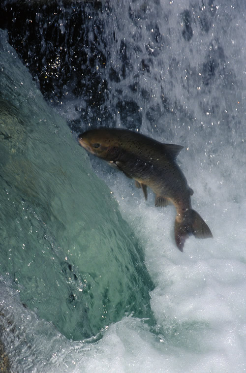 Salmón Atlántico (Salmo Salar)