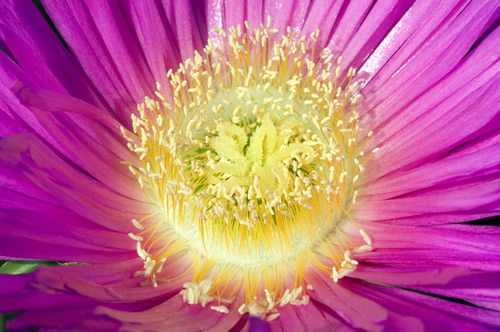 Uña de gato (carpobrotus acinadiformis)