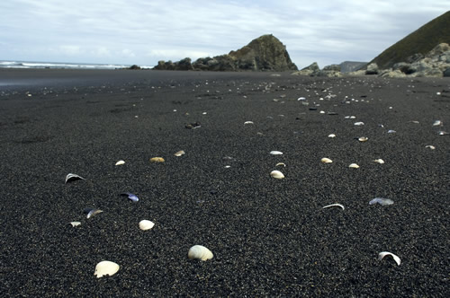 Bivalvos en la playa