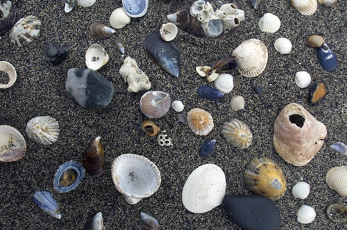 Bivalvos en la arena de la playa