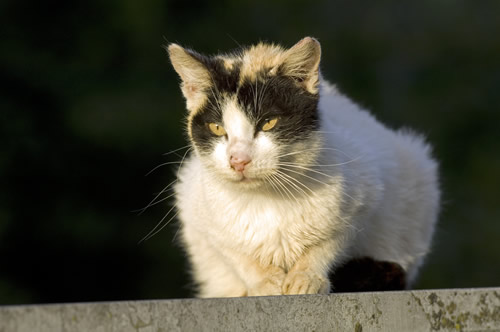 Gato en el muro