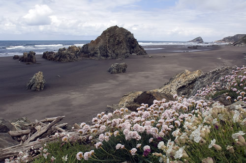 Flores en la playa Los Quebrantos